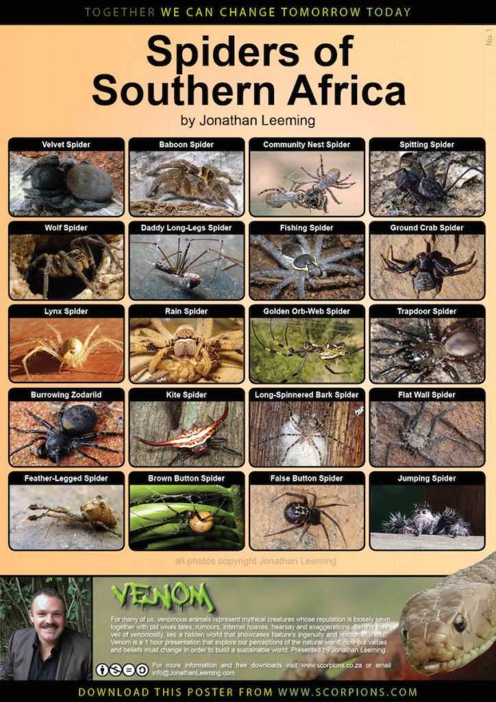 Spiders of Southern Africa 1