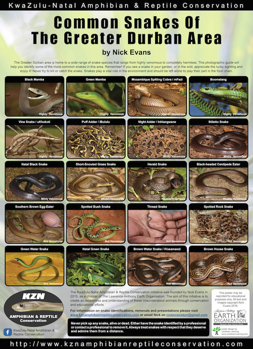Snakes of Greater Durban Area