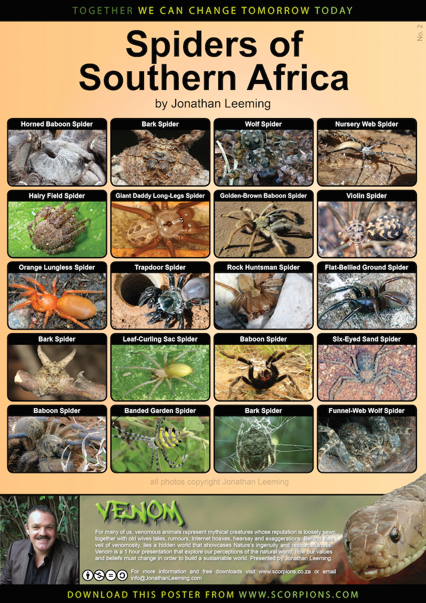 Spiders of Southern Africa 2