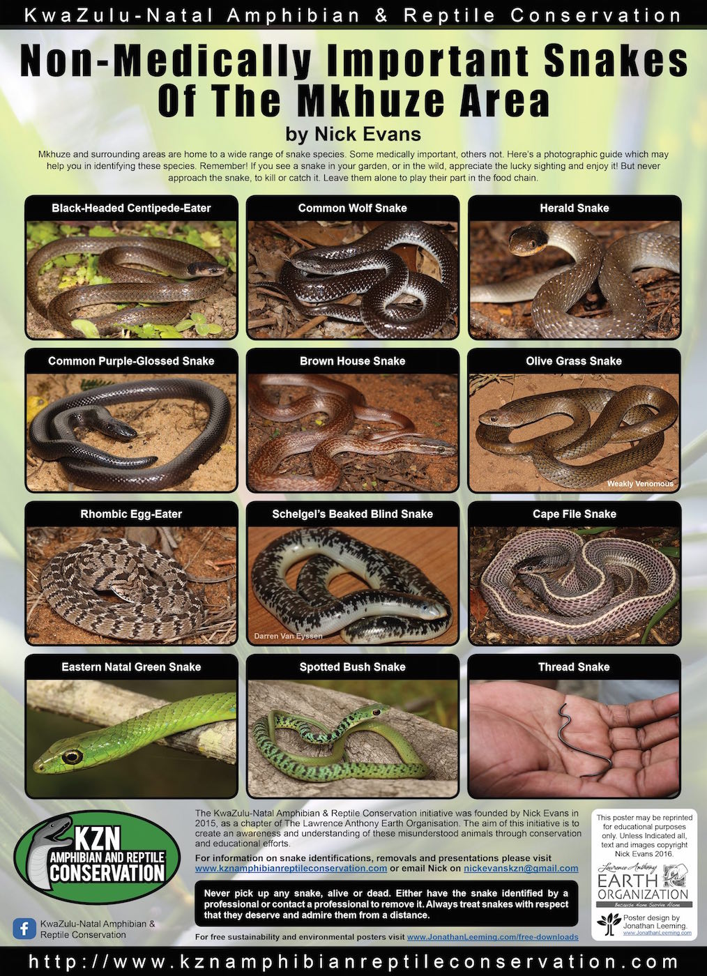Non-Medically Important Snakes of Mkhuze