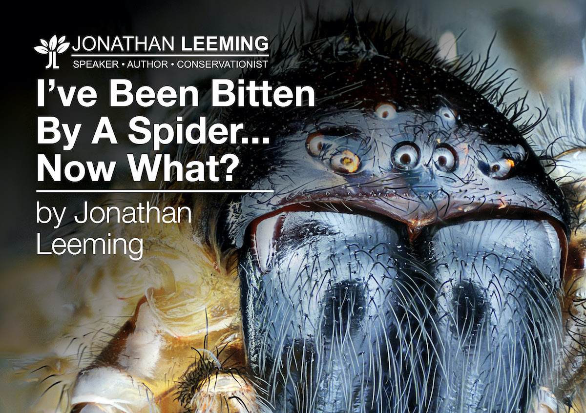 Been bitten by a spider... Now What?