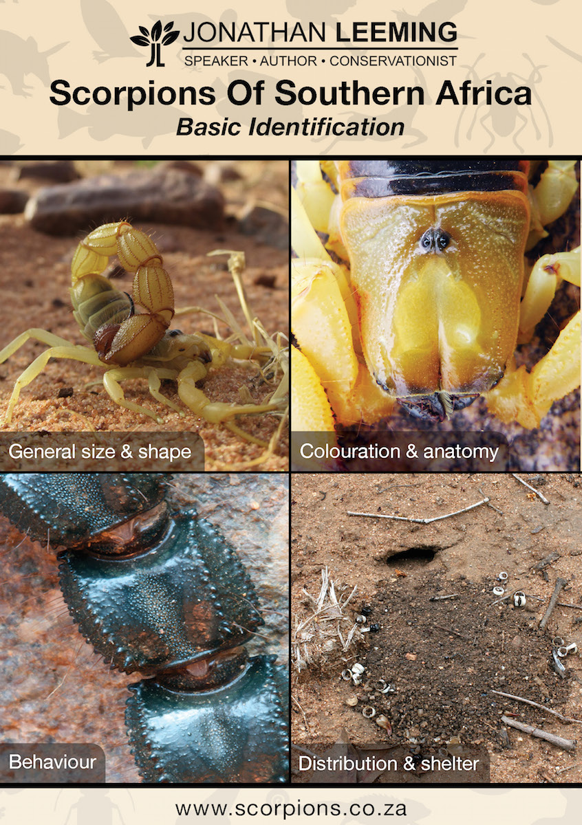 Arizona Scorpion Identification Chart