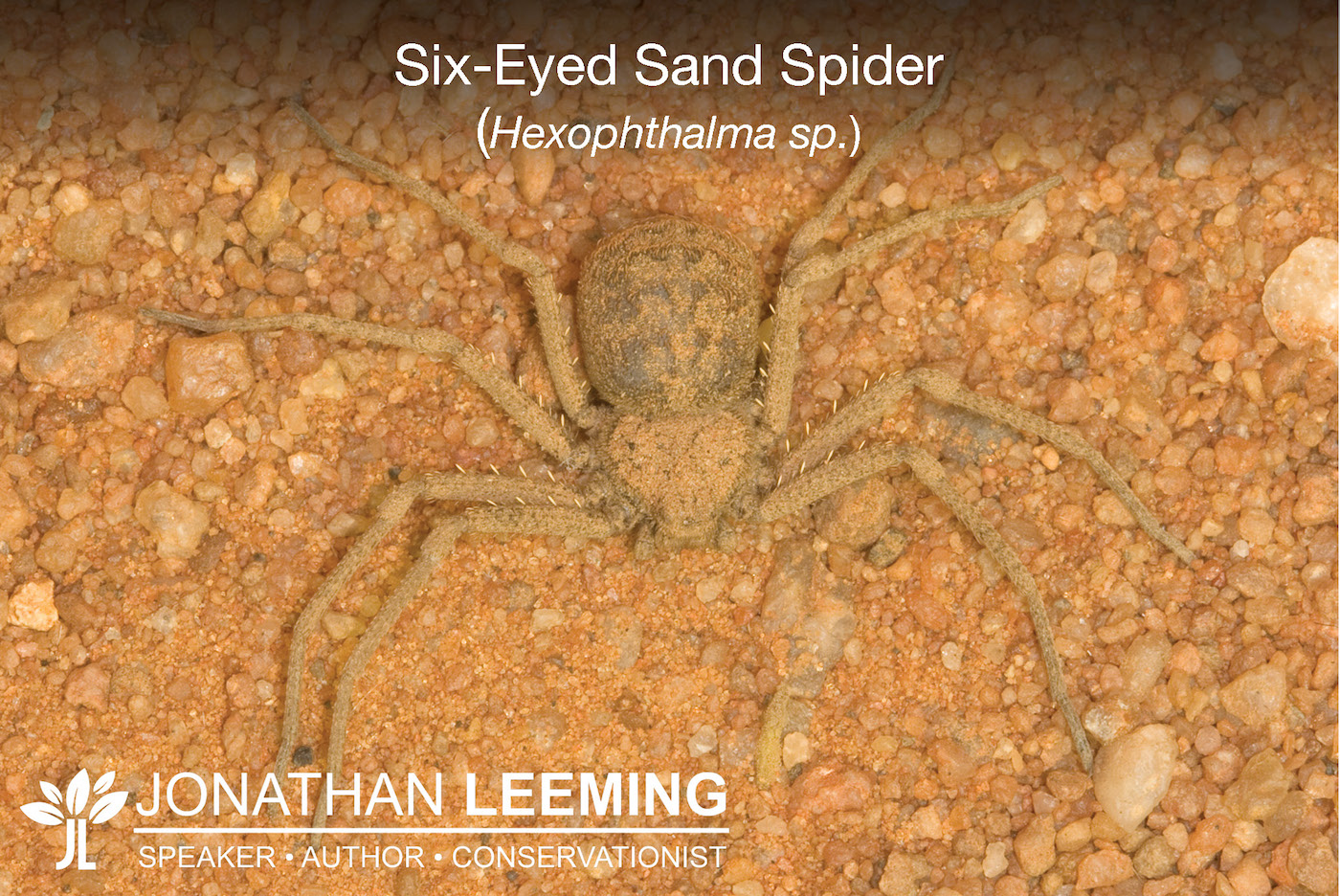 Six-Eyed Sand Spider