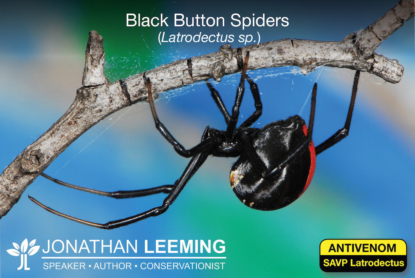 Black Button Spider