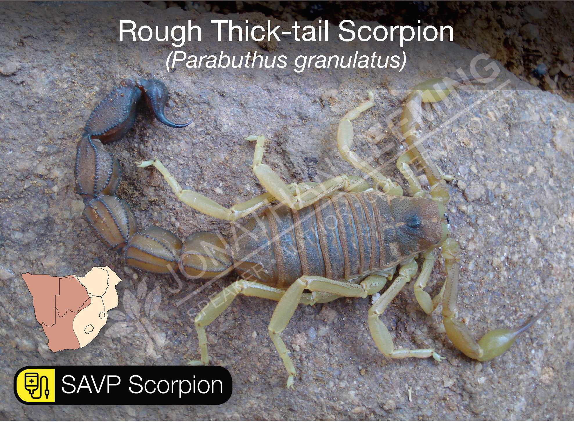 Parabuthus granulatus