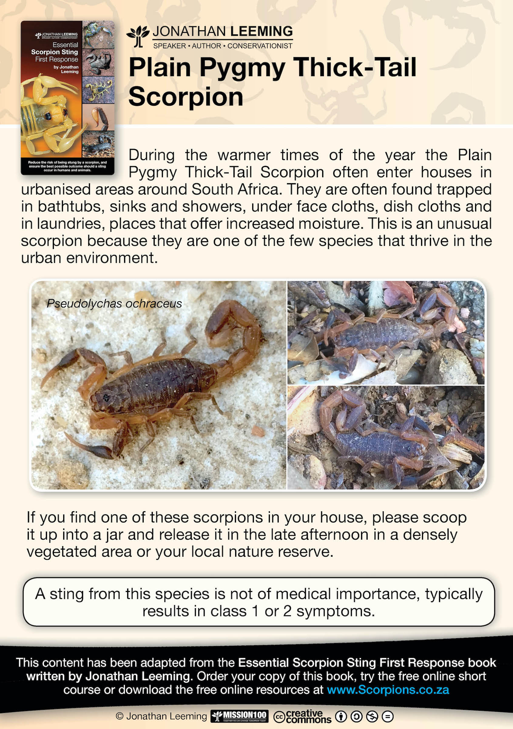 During the warmer times of the year the Plain Pygmy Thick-Tail Scorpion often enter houses in urbanised areas around South Africa.