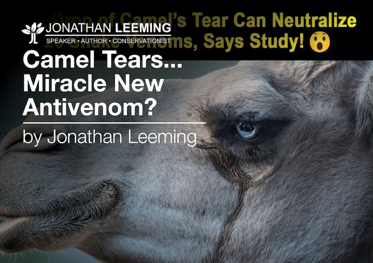 Camel tears... new miracle antivenom?