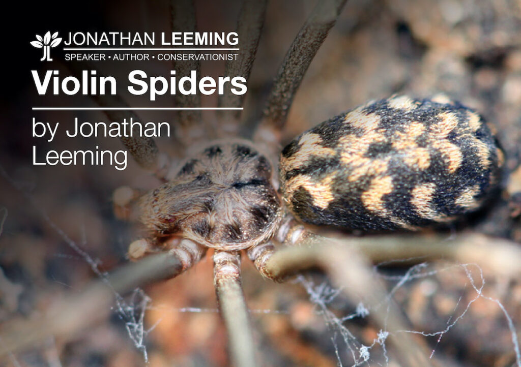 Violin Spiders | Spider & Scorpion Of Southern Africa