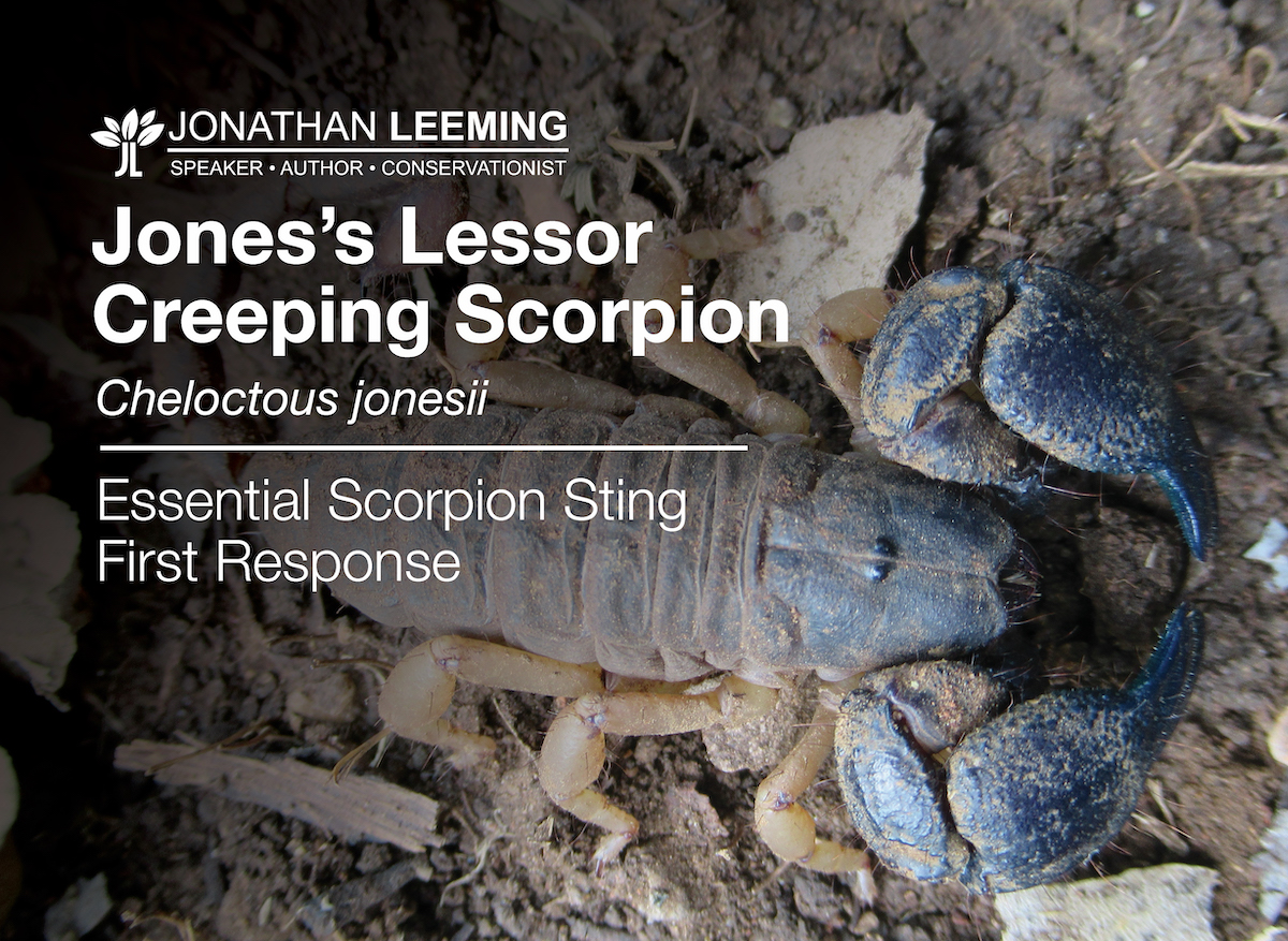 Jones's Lessor Creeping Scorpion, Cheloctous jonesii.