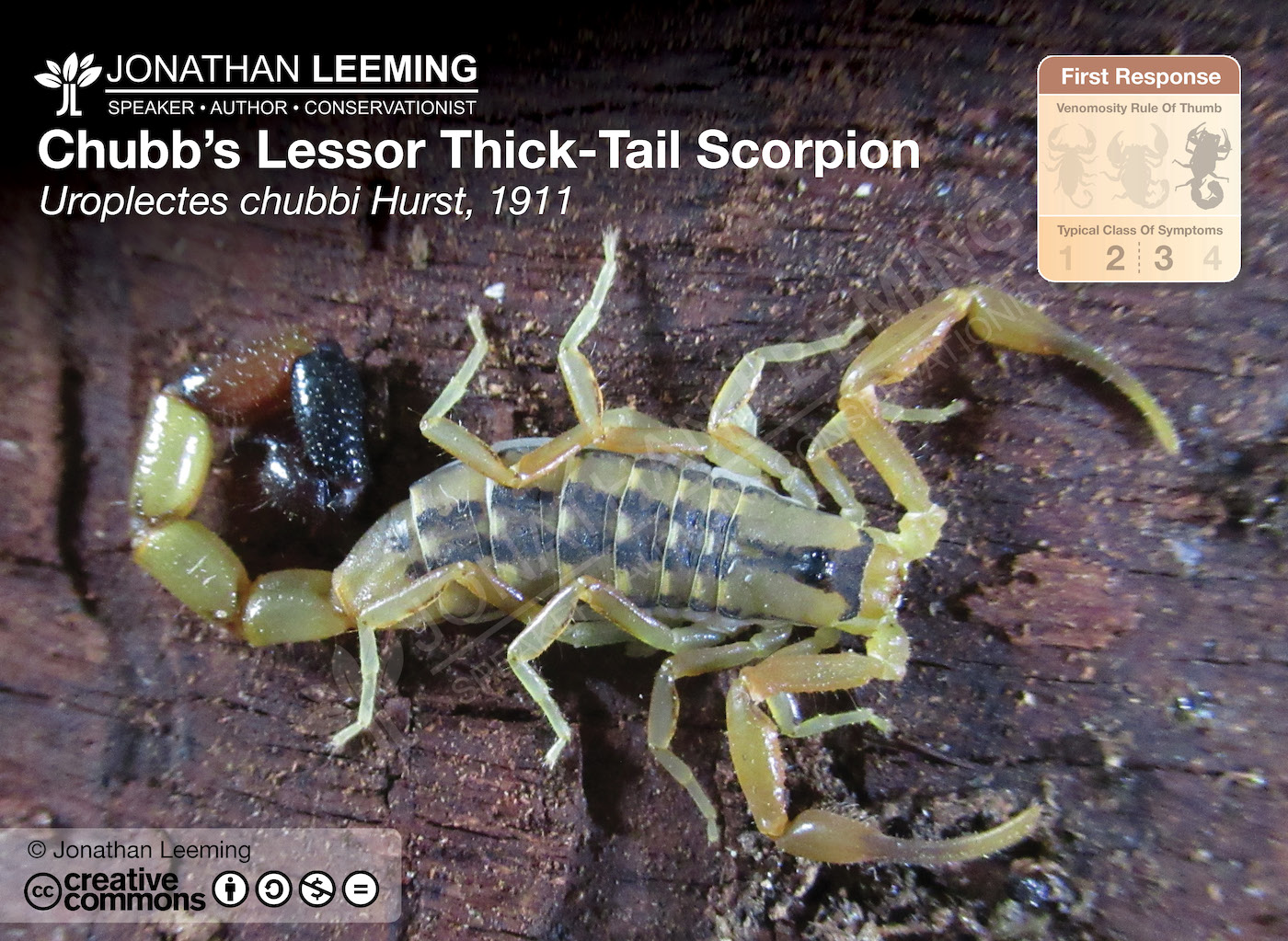 Chubbs Lessor Thick-Tail Scorpion